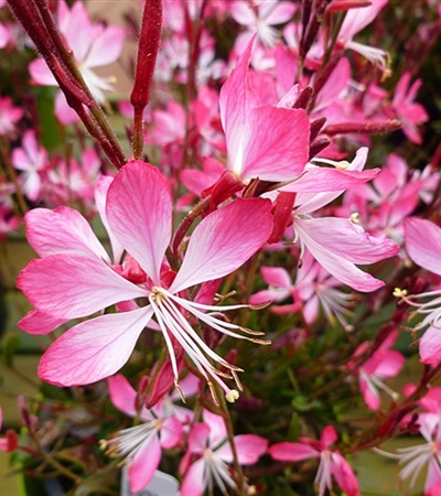 Gaura Little Janie